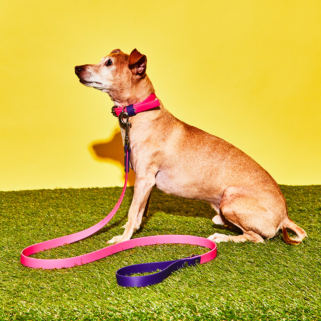 Pink and Purple Waterproof Leash