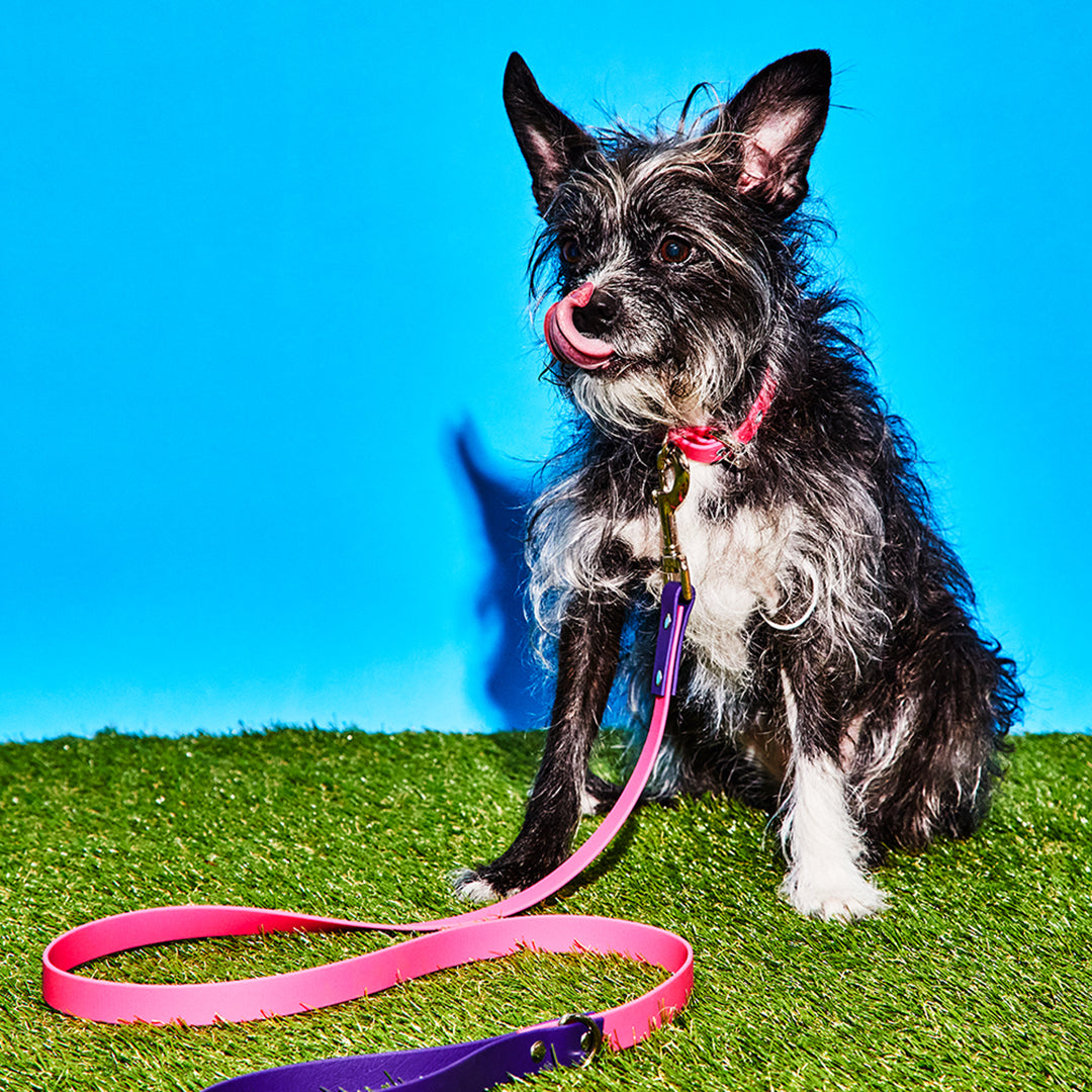 Pink and Purple Waterproof Leash