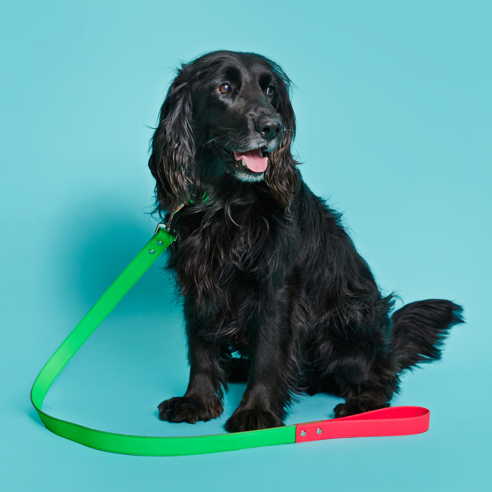 Green and Pink Leather Leash