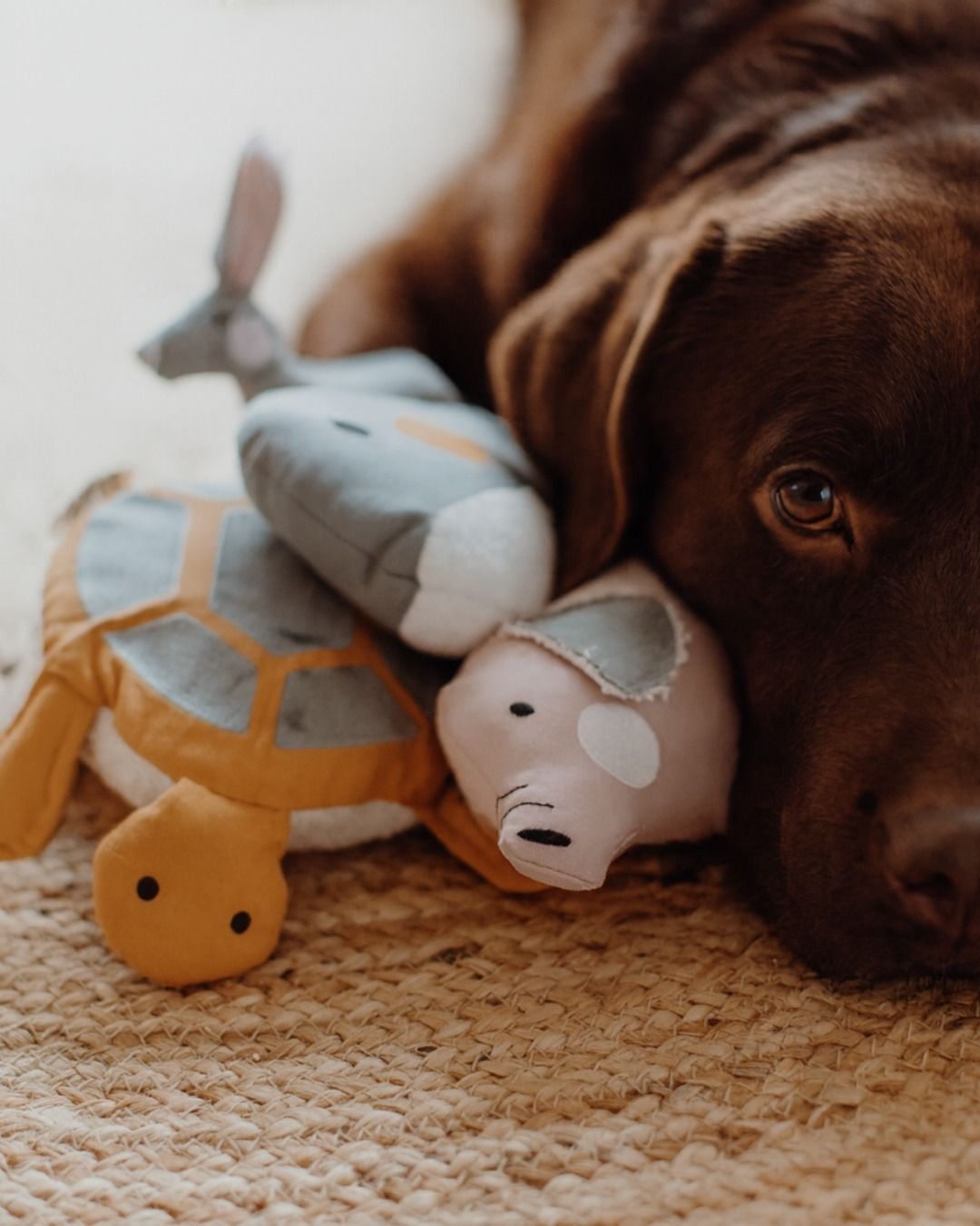 Everyday routines with pets