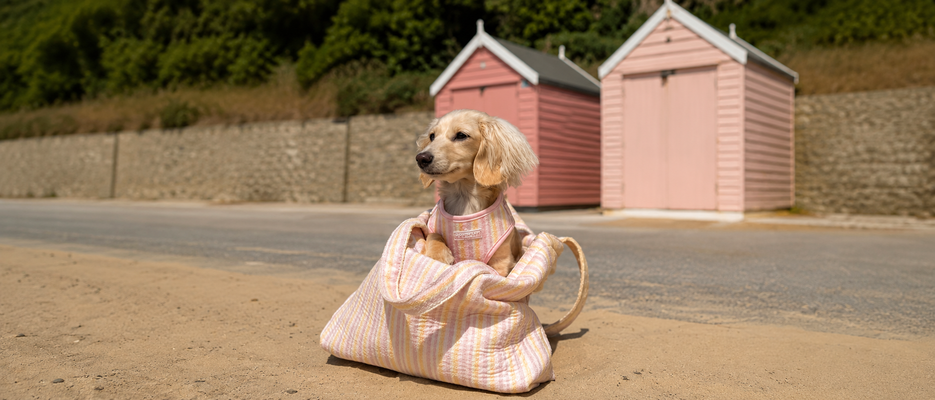 Pet outing with dog
