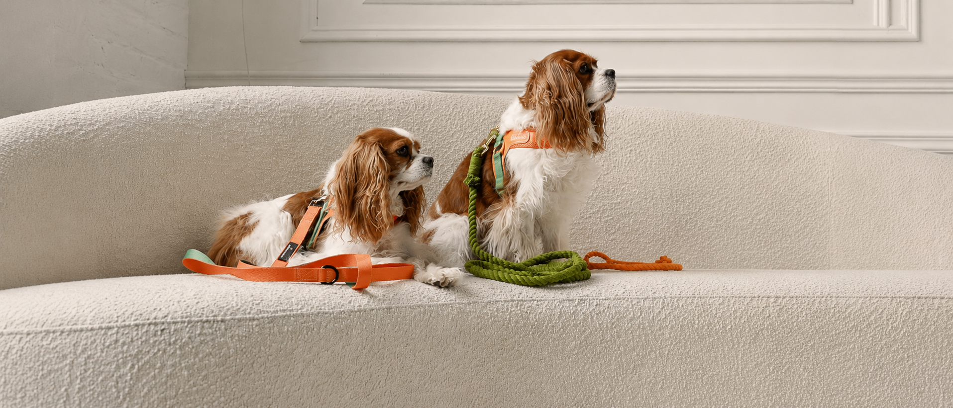 Dogs ready for everyday walks