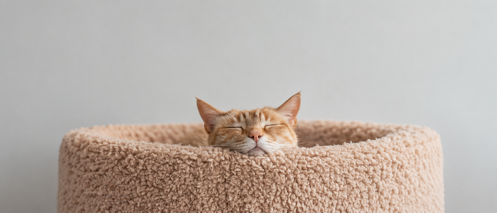 Cat resting comfortably