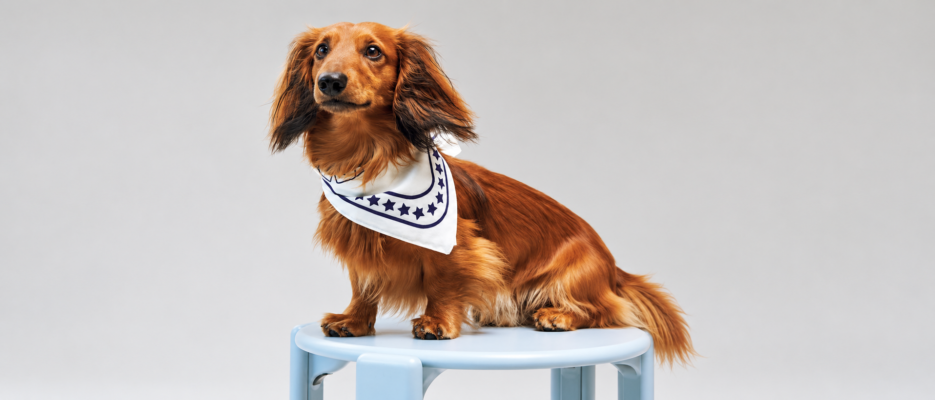Pet Lifestyle Banner