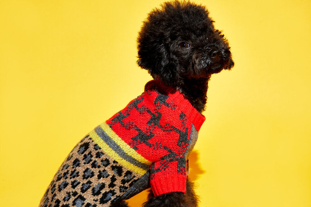 Leopard Combo Brown and Grey for Dogs