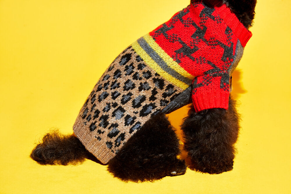 Leopard Combo Brown and Grey for Dogs