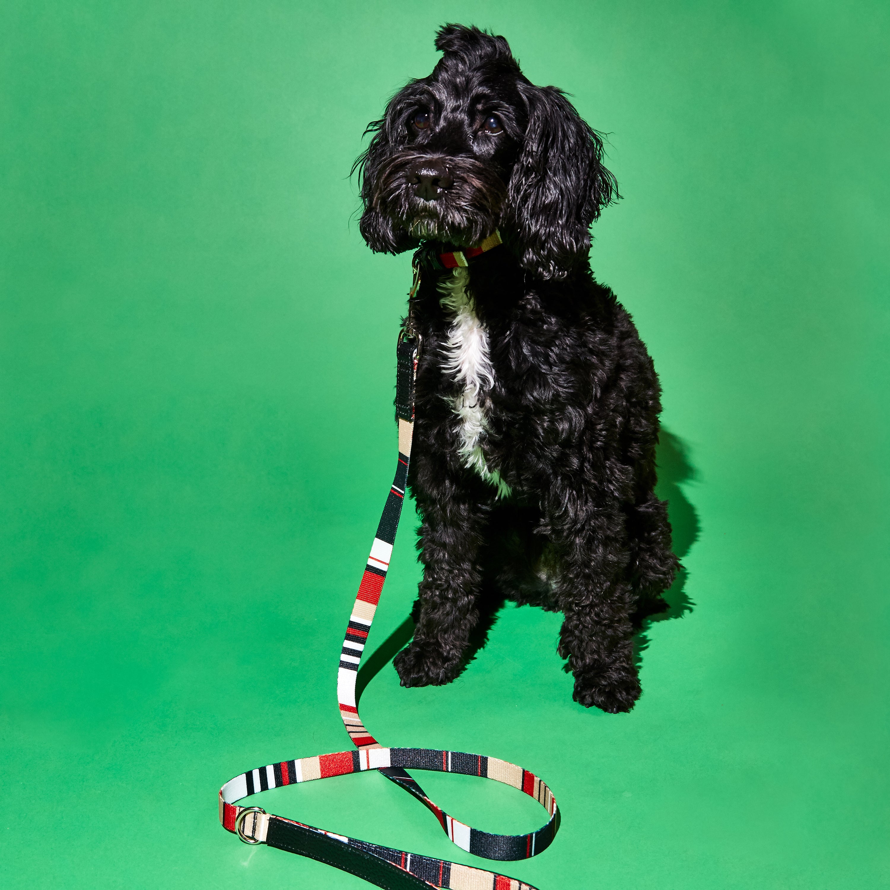 Red Multi and Black Striped Webbing Leash