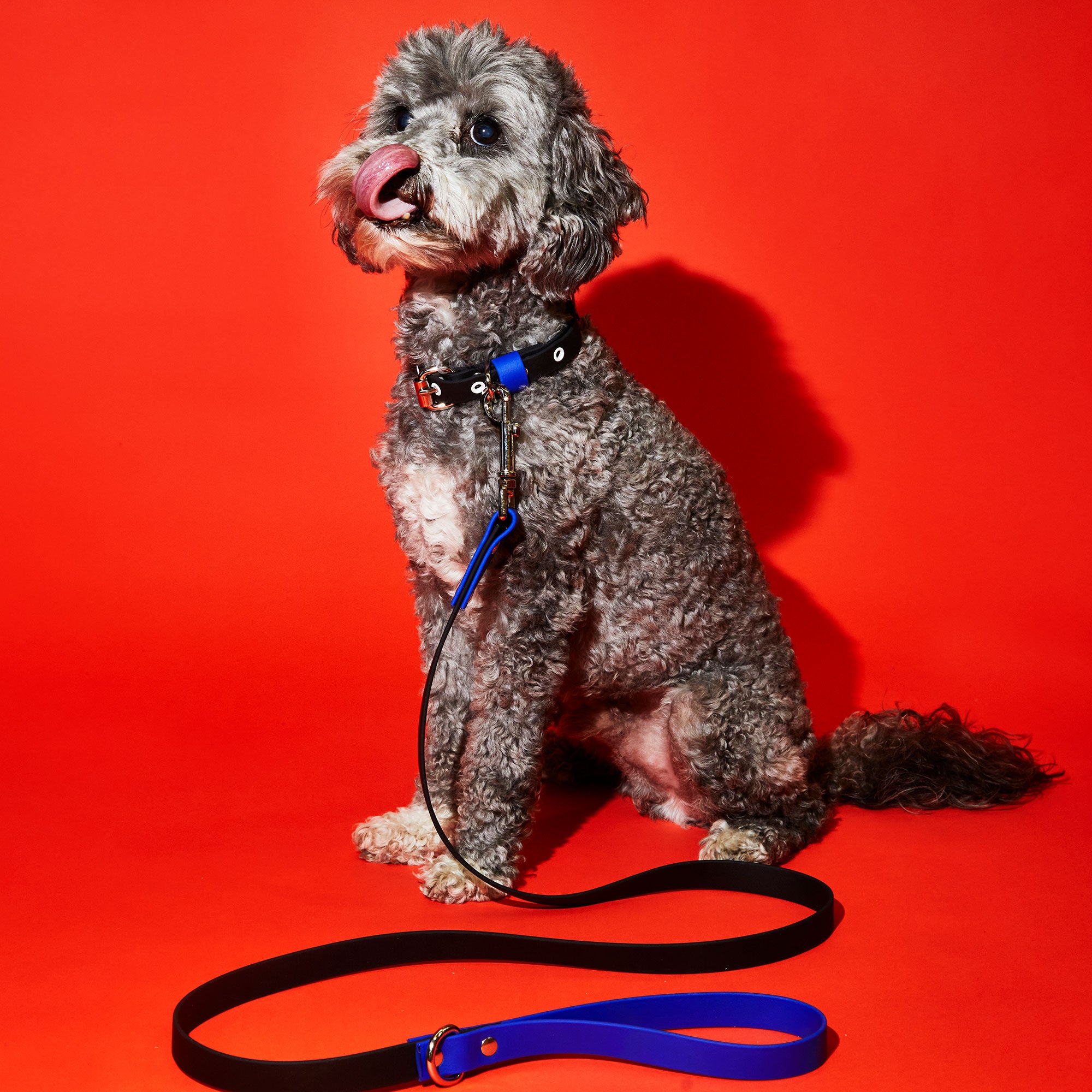 Black and Royal Blue Waterproof Leash
