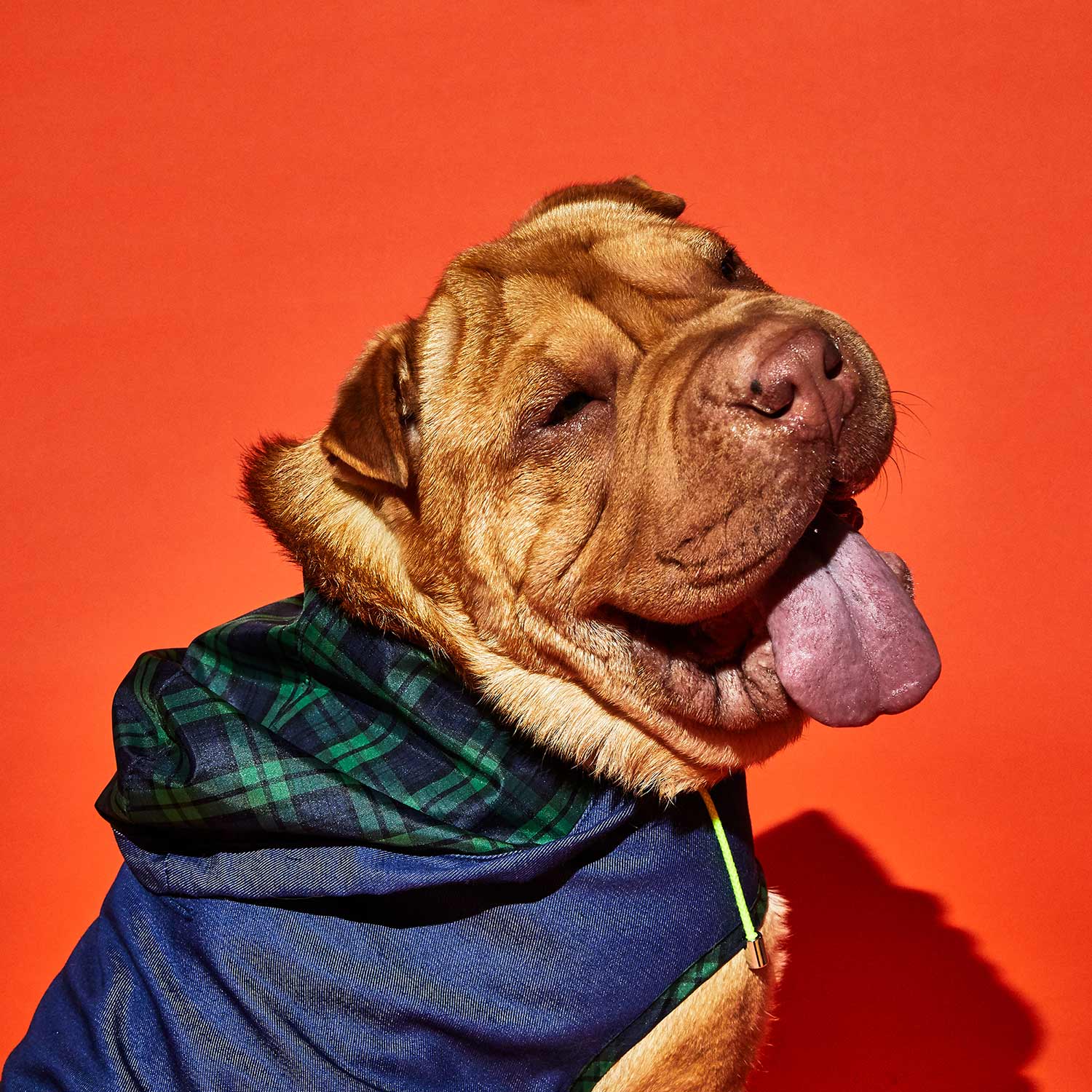 Blue Tartan Plaid Trim Anorak Raincoat for Dogs