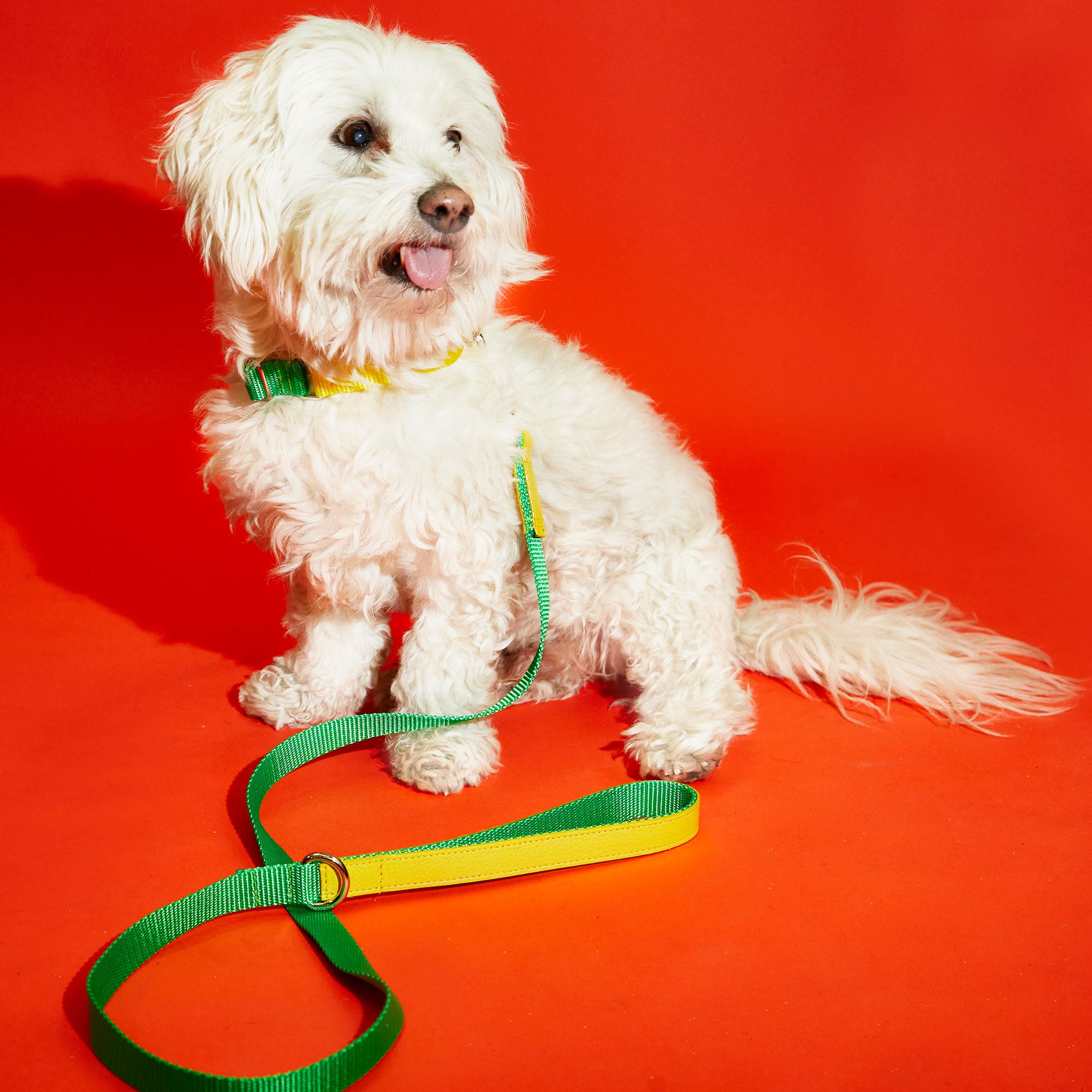 Green and Yellow Nylon Leash