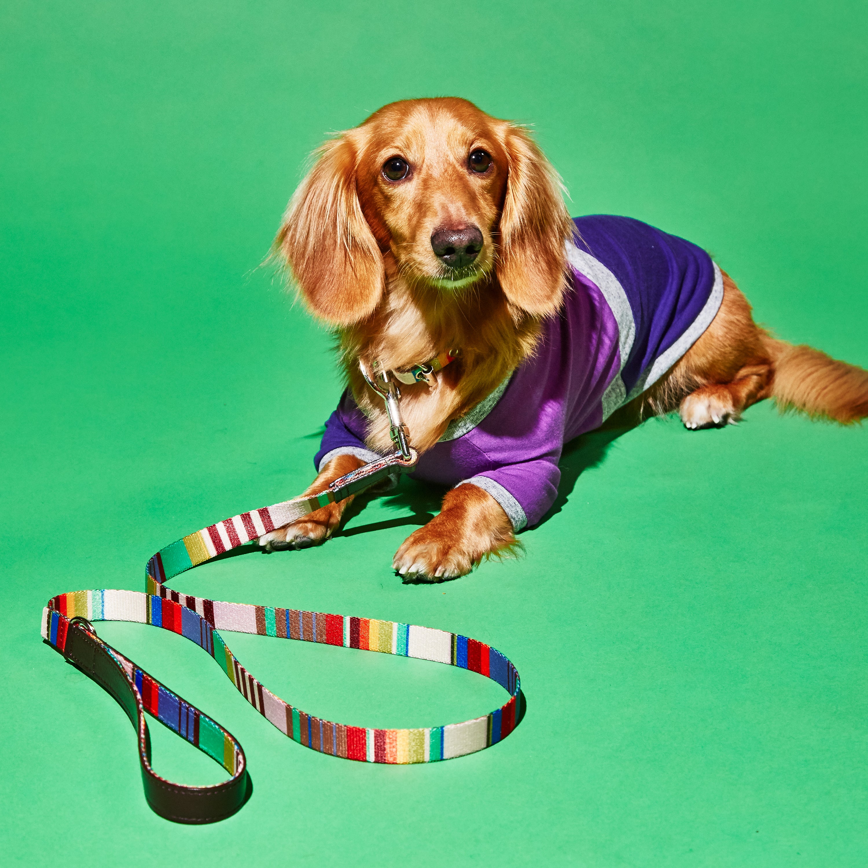 Lavender and Burgundy Striped Webbing Leash