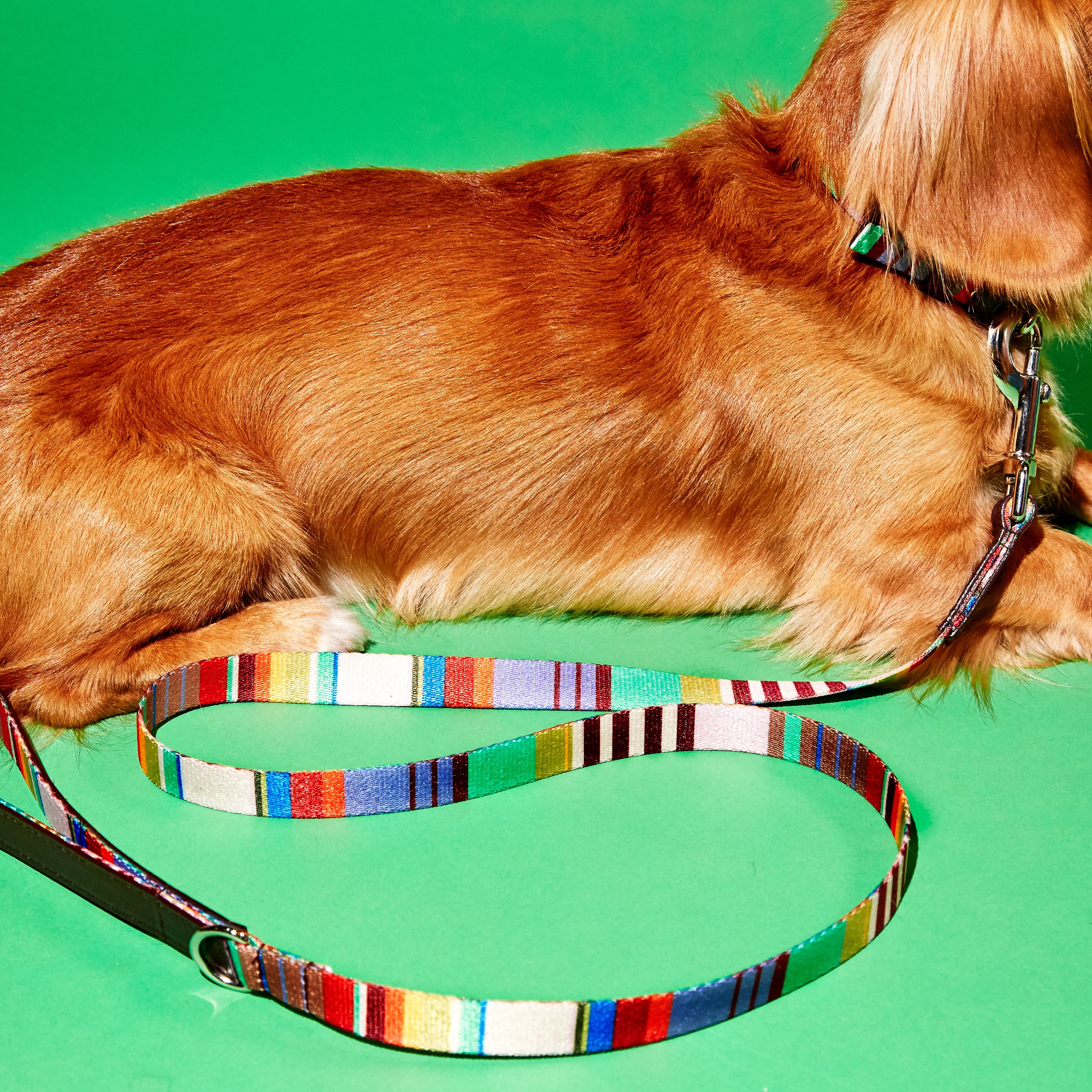 Lavender and Burgundy Striped Webbing Leash