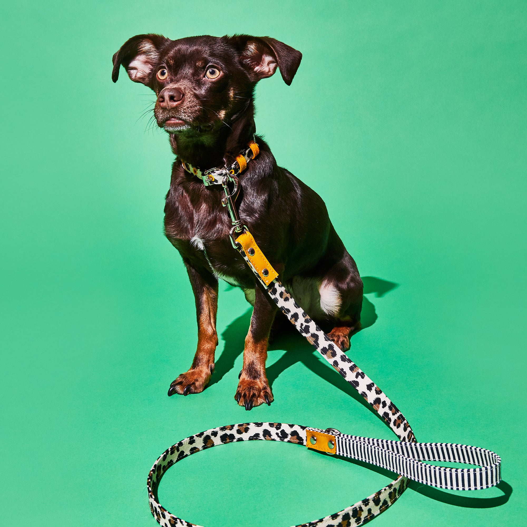 Leopard and Striped Canvas Leash