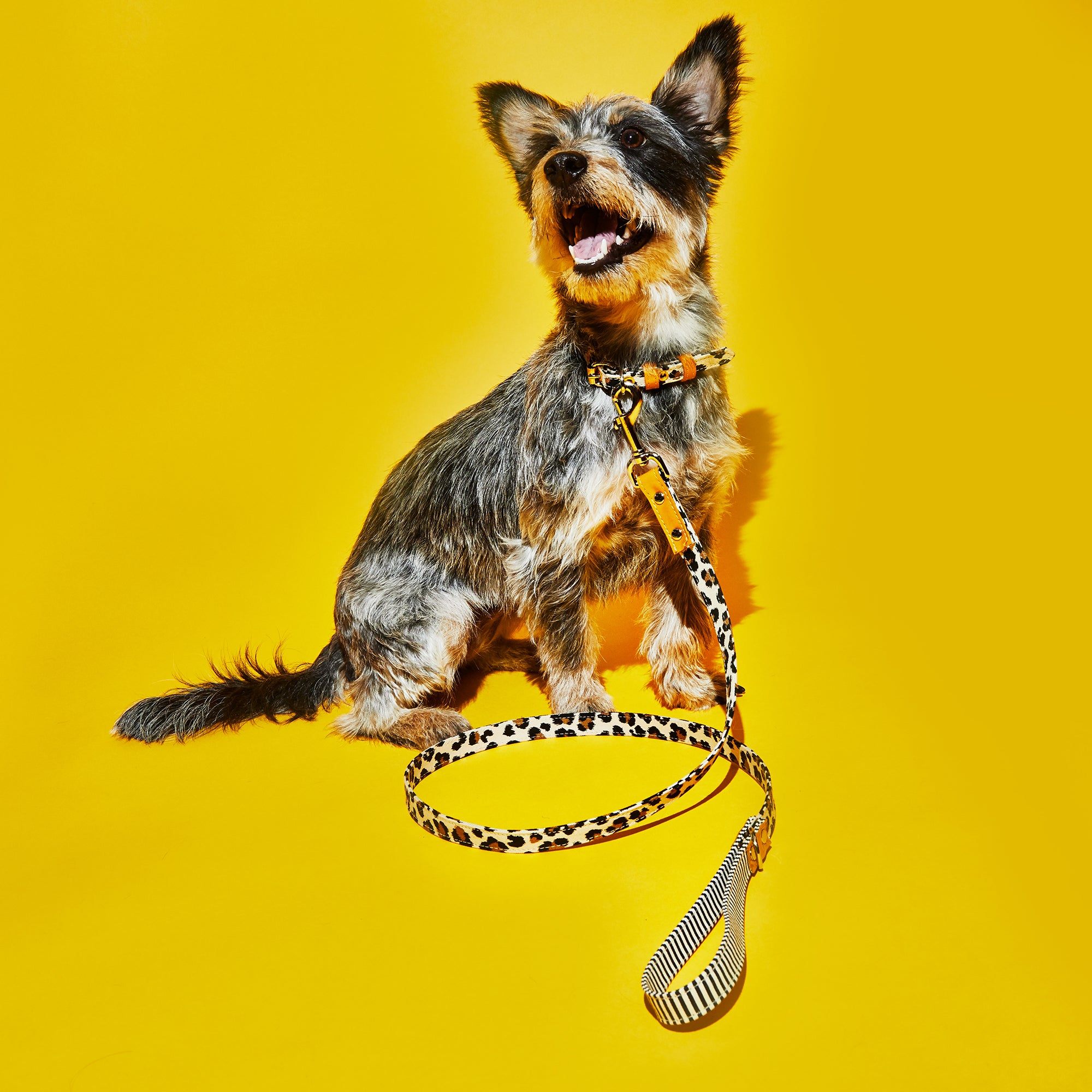 Leopard and Striped Canvas Leash