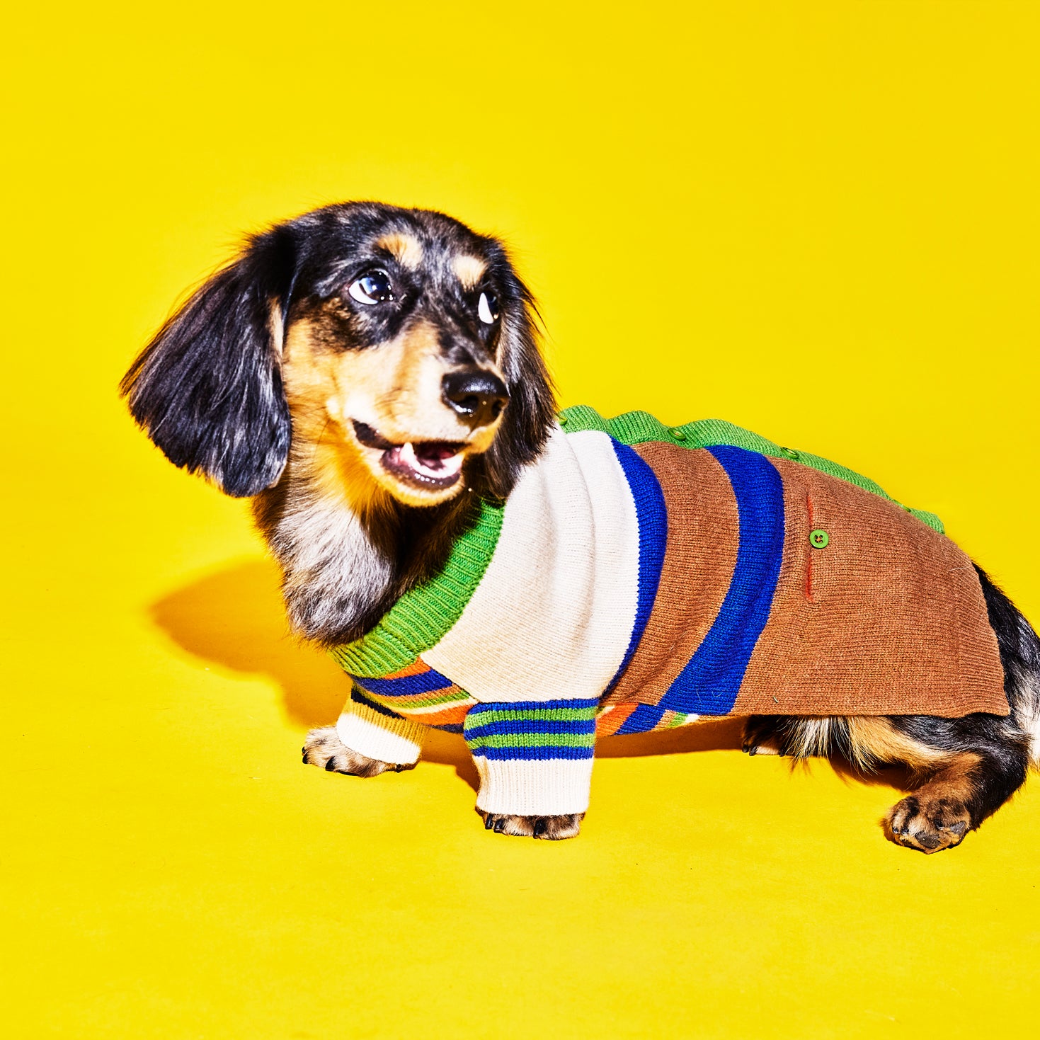 Multi Striped Cardigan for Dogs
