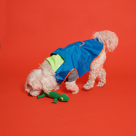 Neon Color Block Raincoat for Dogs