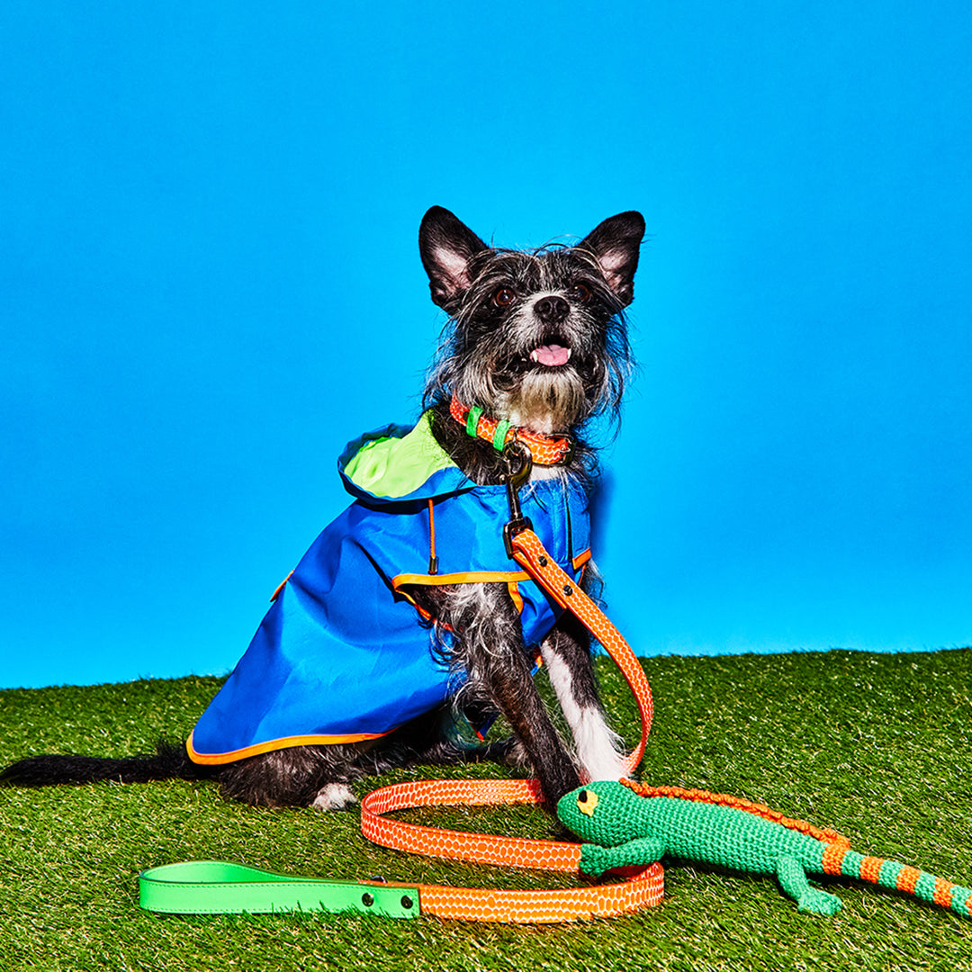 Neon Color Block Raincoat for Dogs