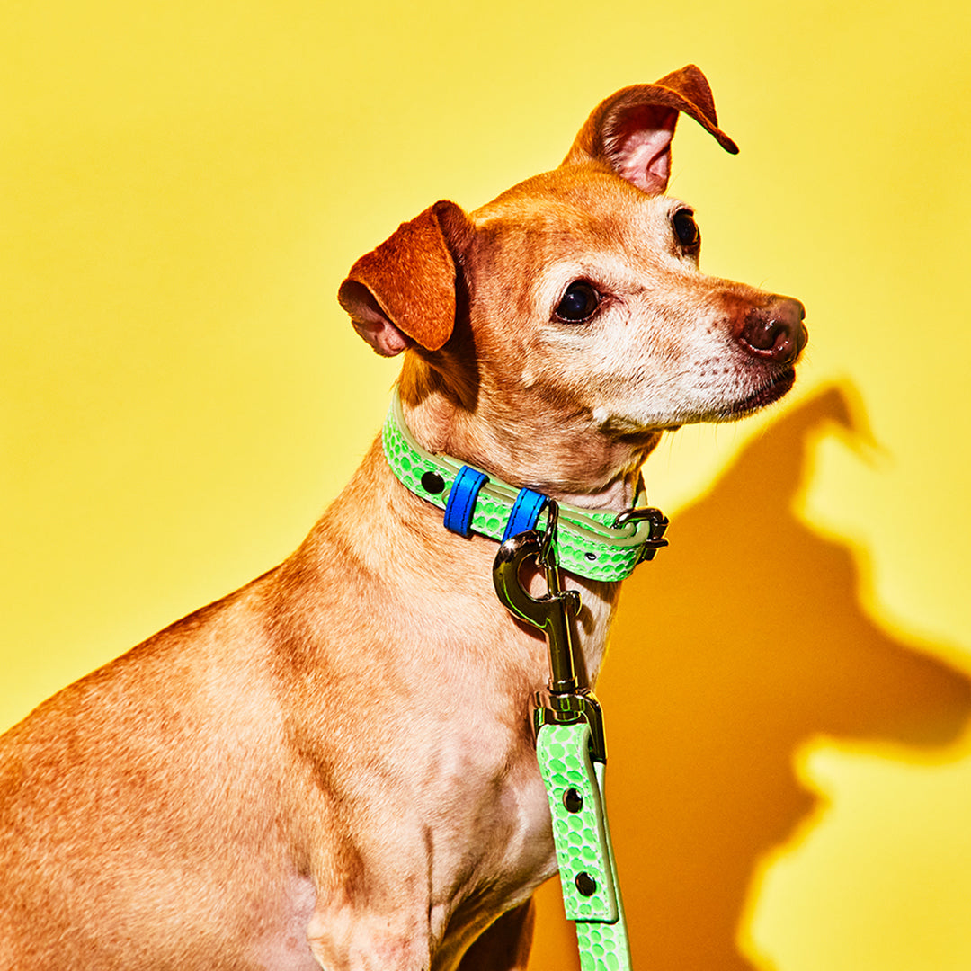 Neon Green and Blue Embossed Dot Leather Leash