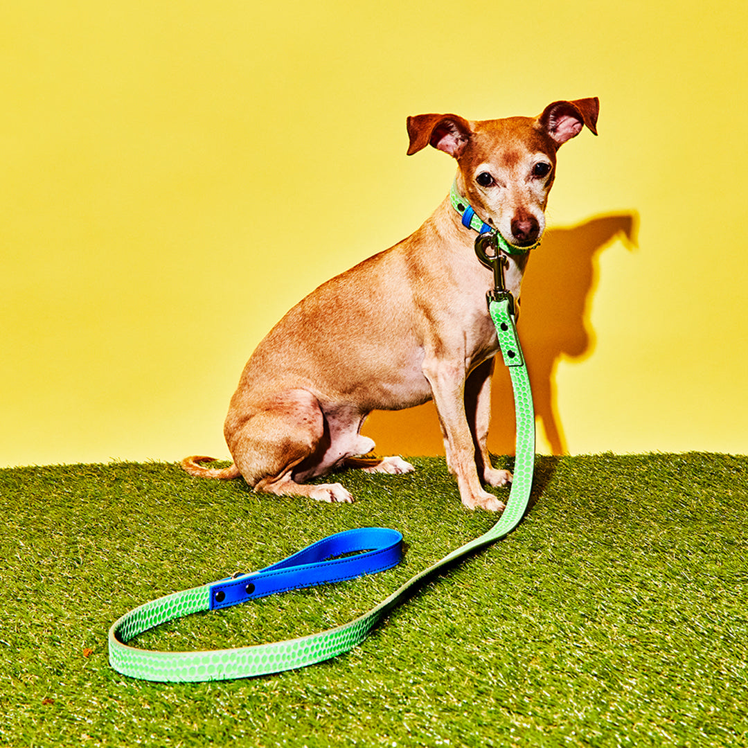 Neon Green and Blue Embossed Dot Leather Leash