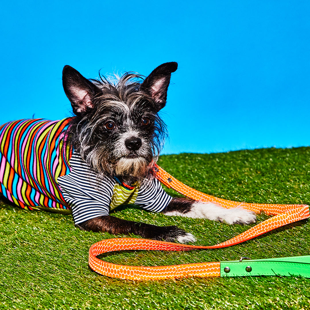 Neon Orange and Green Embossed Dot Leather Leash