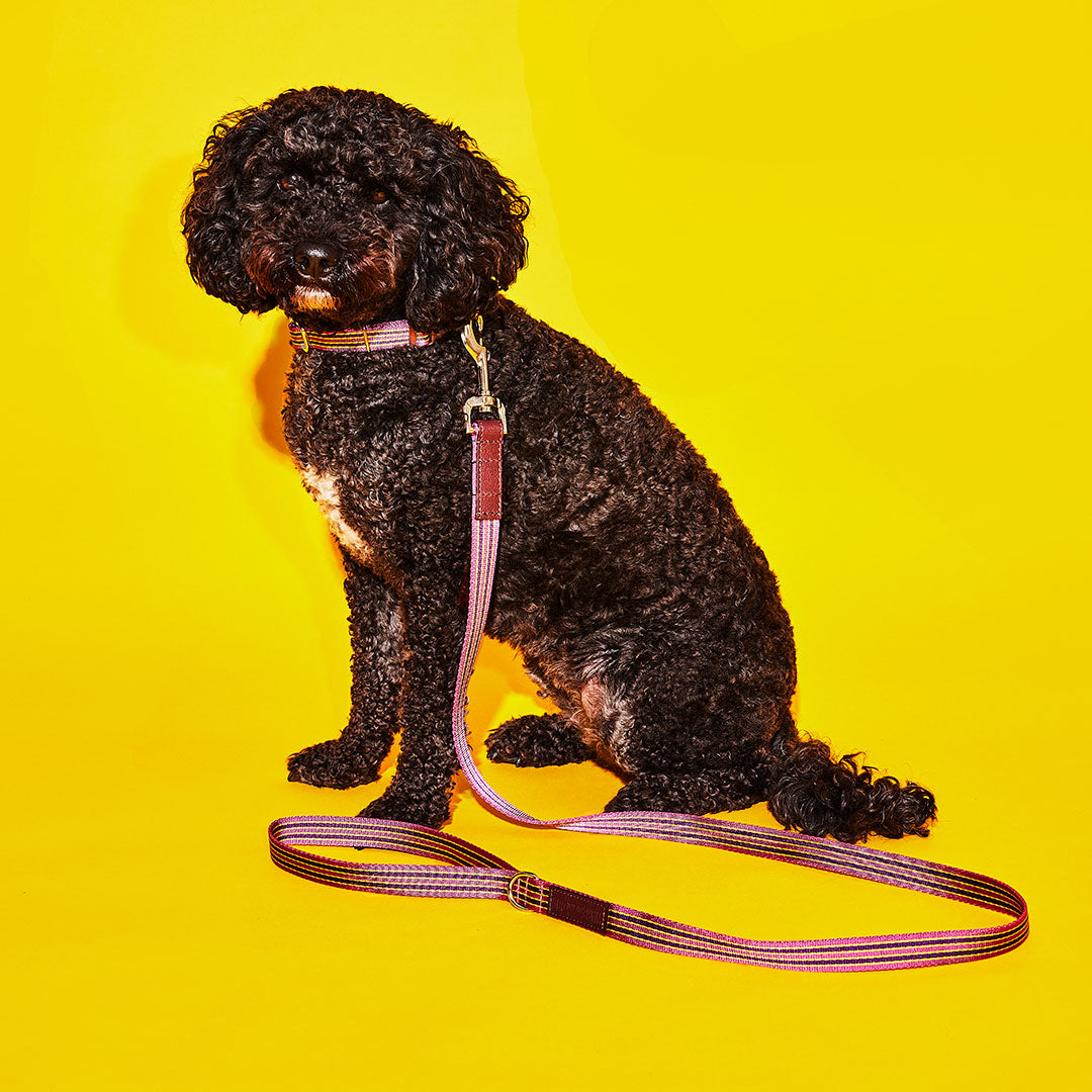 Pink and Burgundy Striped Webbing Leash