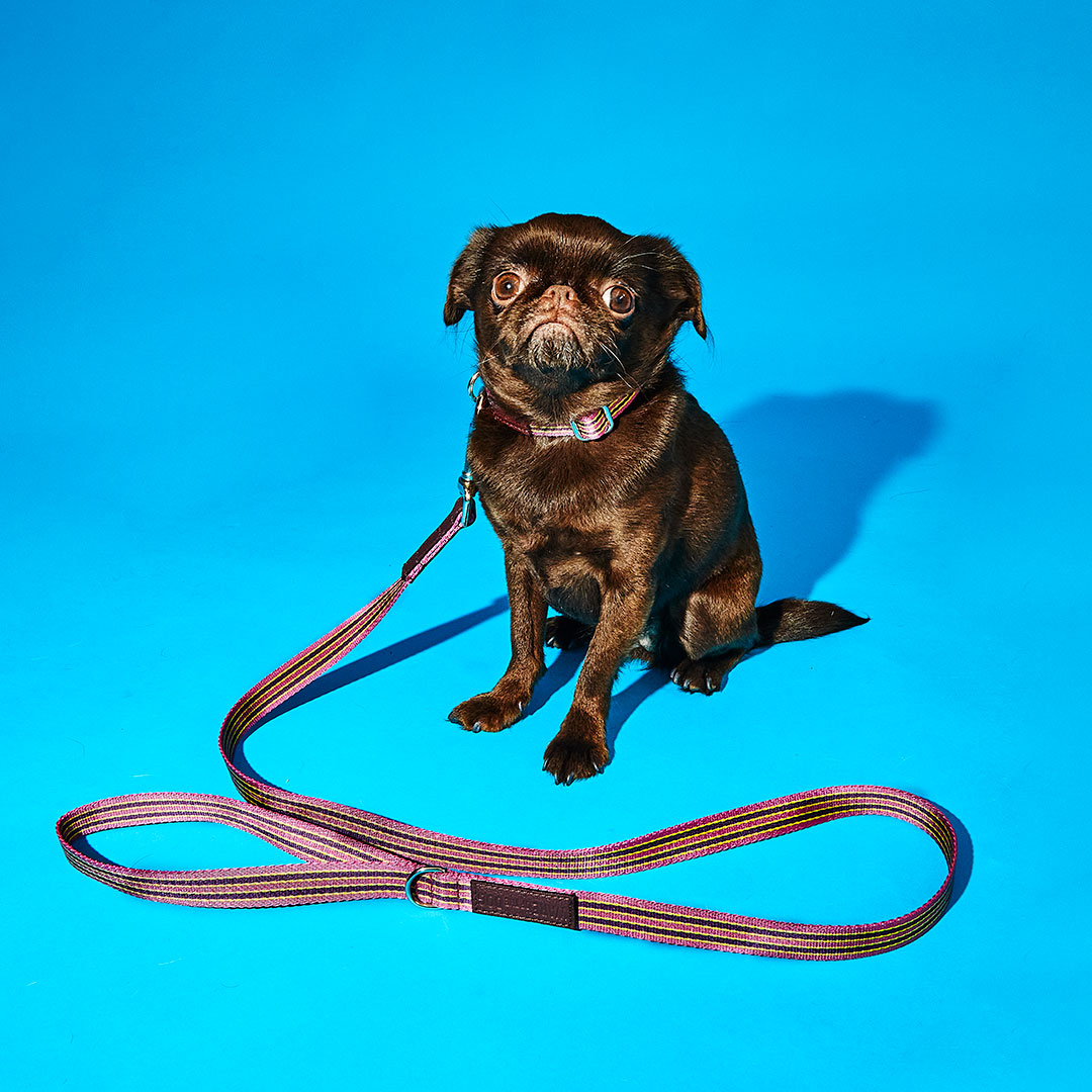 Pink and Burgundy Striped Webbing Leash