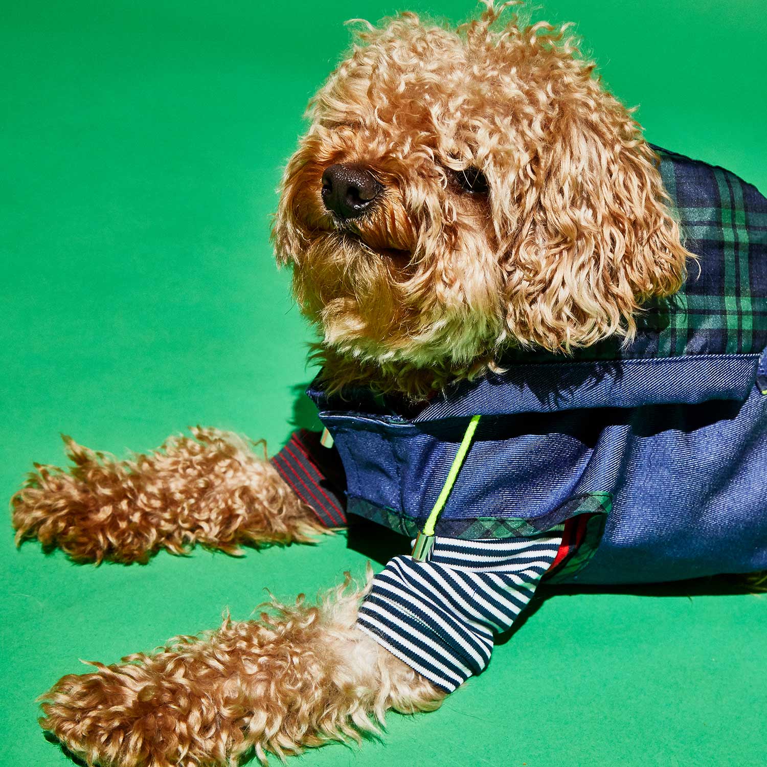 Blue Tartan Plaid Trim Anorak Raincoat for Dogs