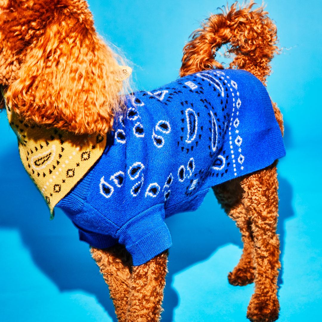 Royal Blue Black and White Bandana Print Sweater