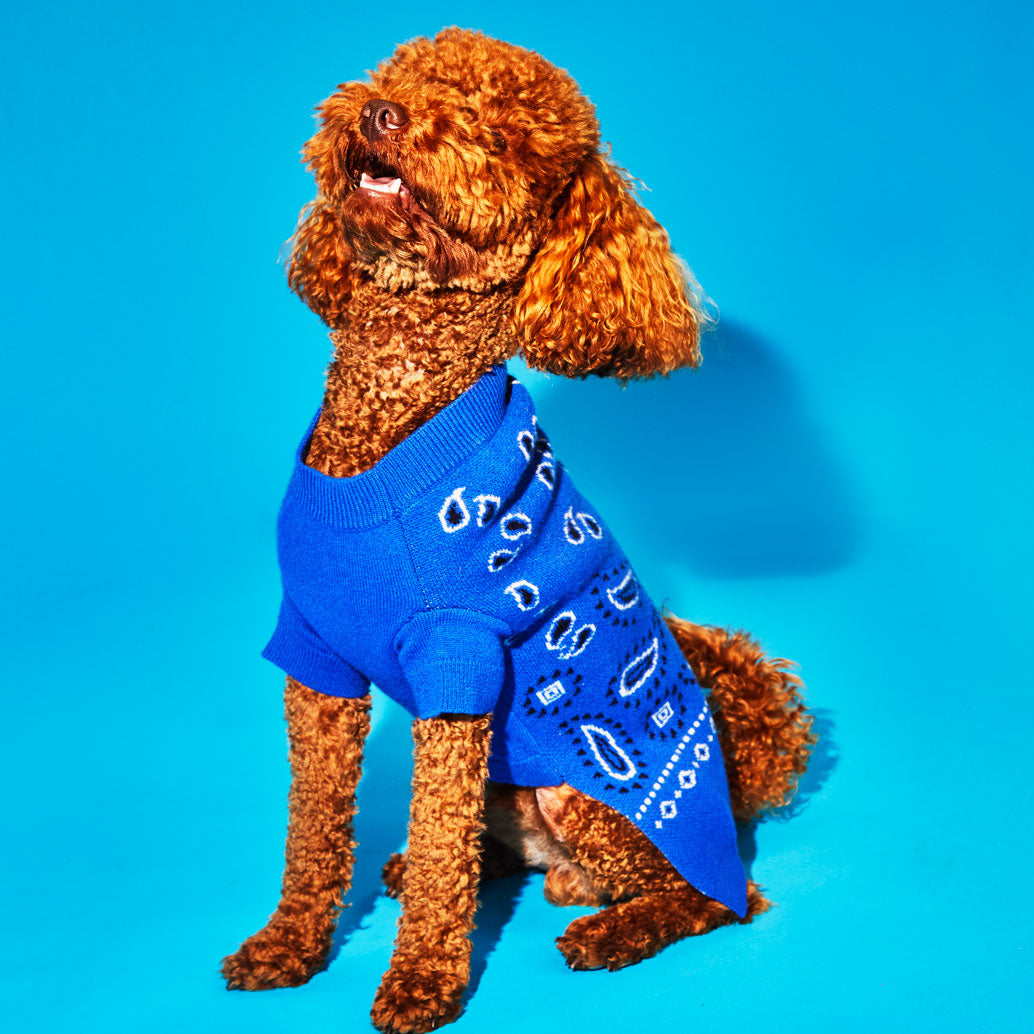 Royal Blue Black and White Bandana Print Sweater
