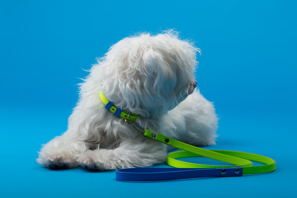 Yellow and Blue Leather Leash