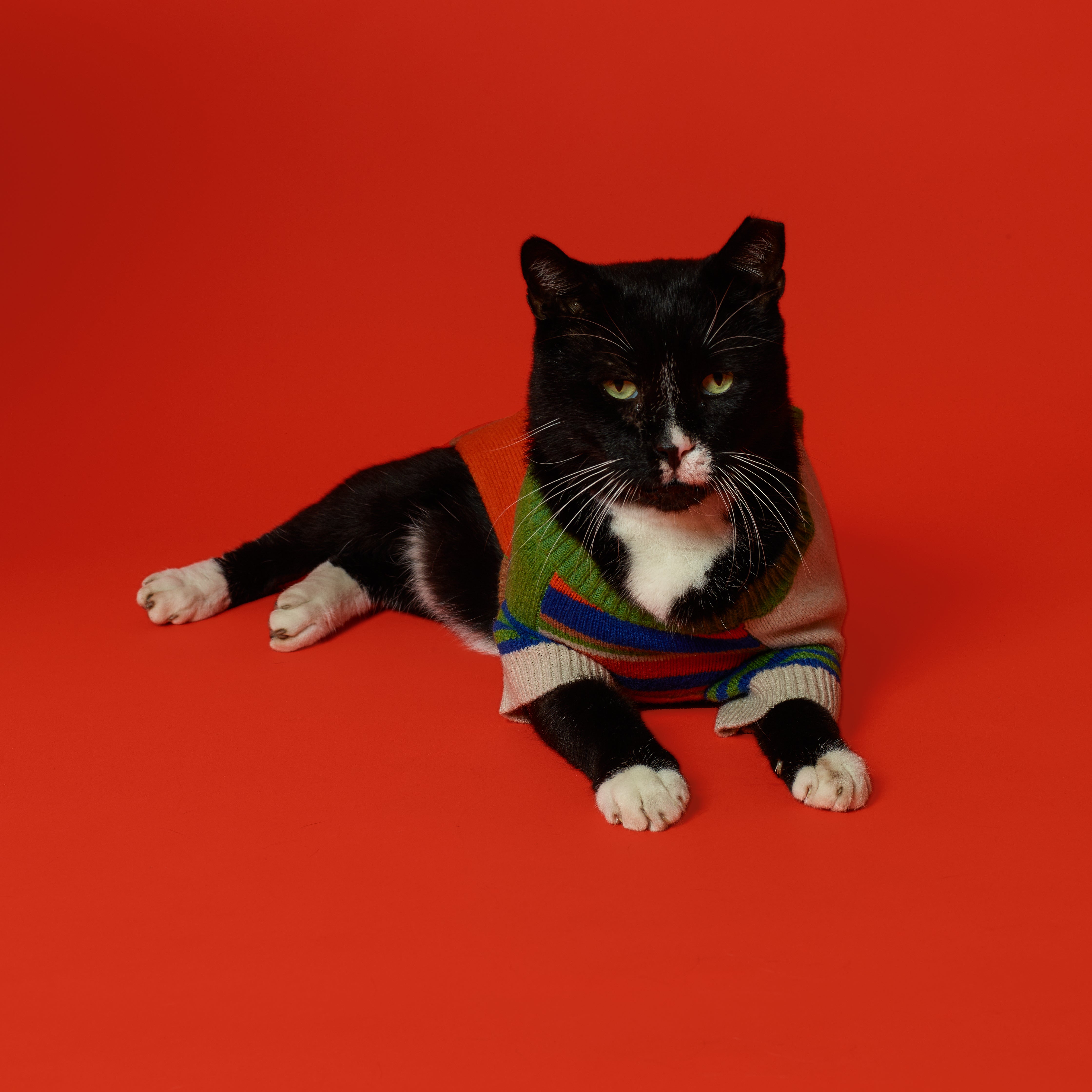 Multi Striped Cardigan for Dogs
