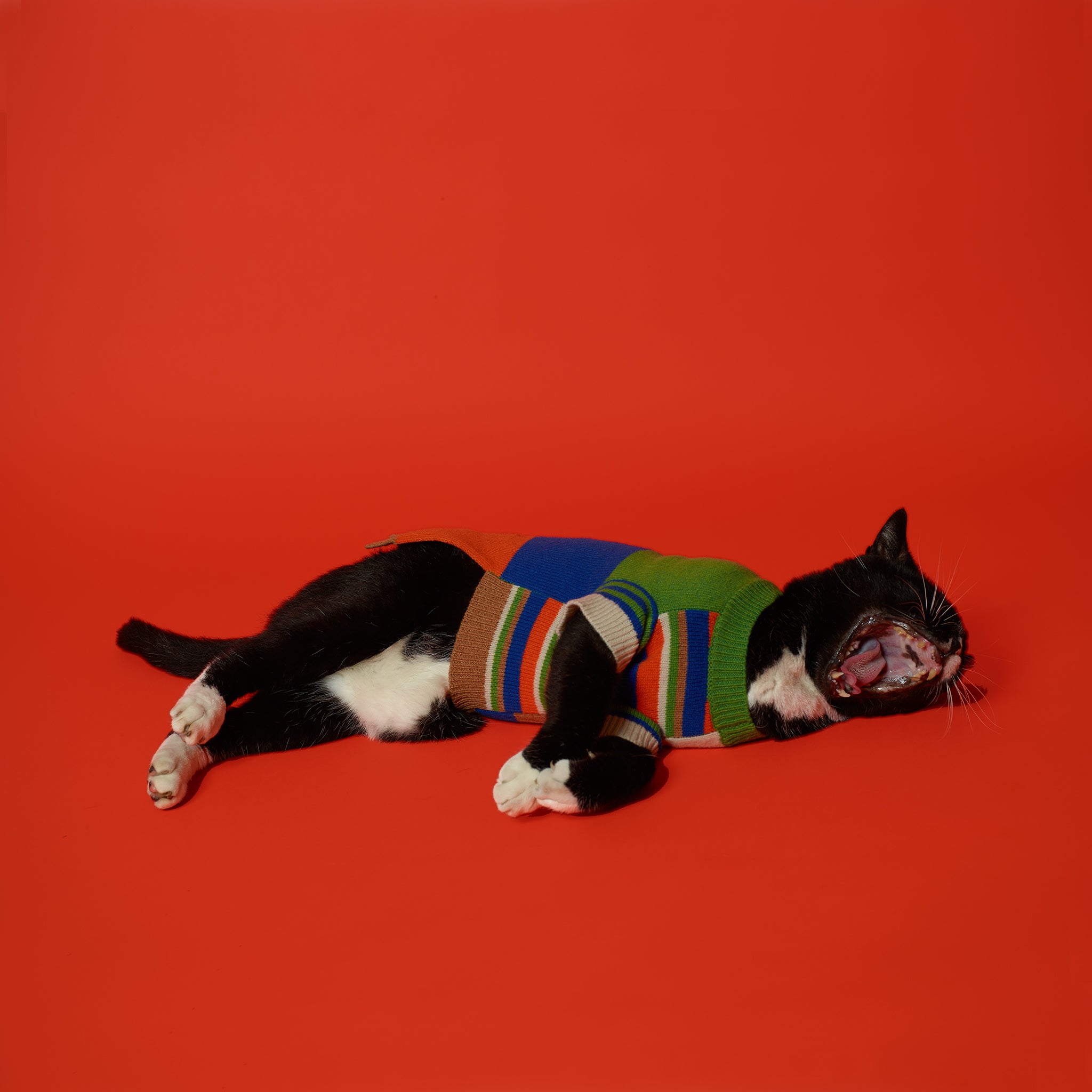 Multi Striped Cardigan for Dogs