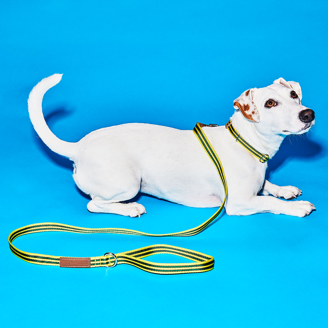 Yellow and Green Striped Webbing Leash