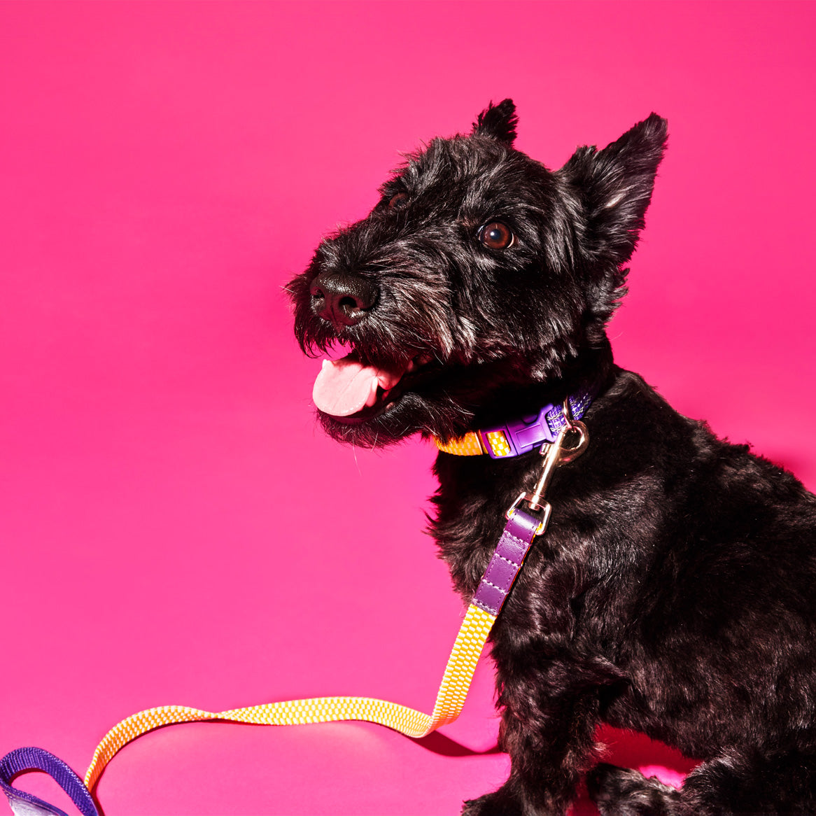 Yellow Checked and Striped Webbing Leash
