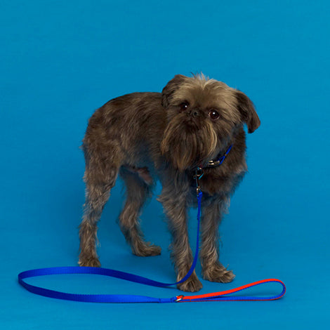 Blue and Orange Nylon Leash