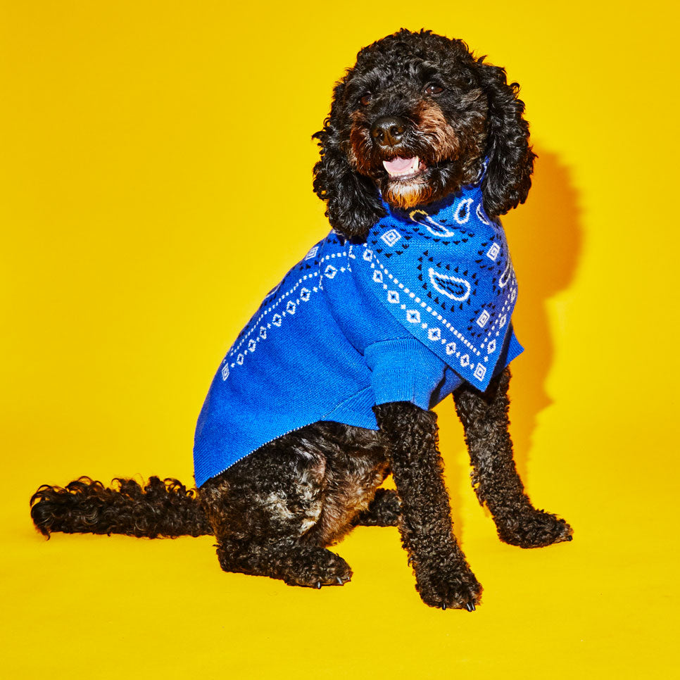 Royal Blue Black and White Bandana Print Sweater